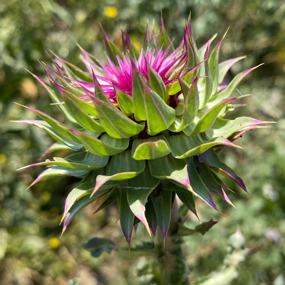 Meet your Posher, Whitney